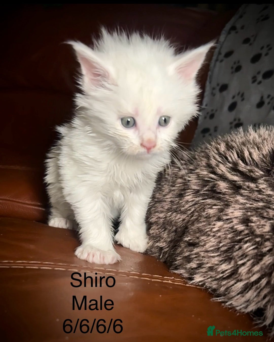 Maine Coon cats for sale: Rare 7-toed, Champion, Russian Maine coon kittens - Image 10