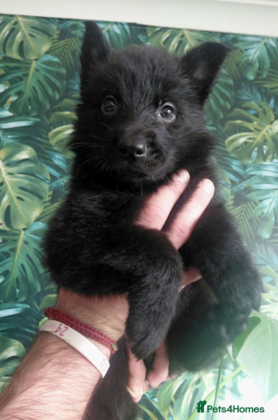 German Shepherd dogs for sale: German shepherd puppies - Advert 22