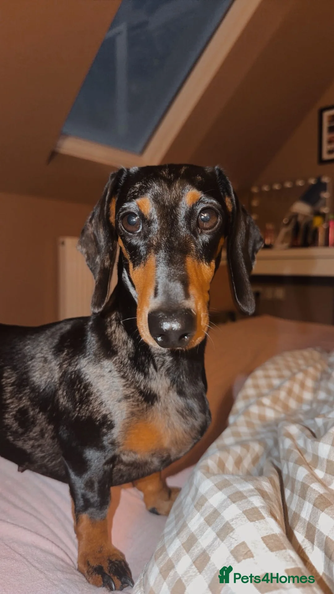 Miniature Dachshund dogs for sale: 5 beautiful Miniature Dachshunds  in Wymondham - Advert 1