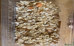Beetles invertebrates for sale: Nutritious Mealworms for your pets!  - Image 4