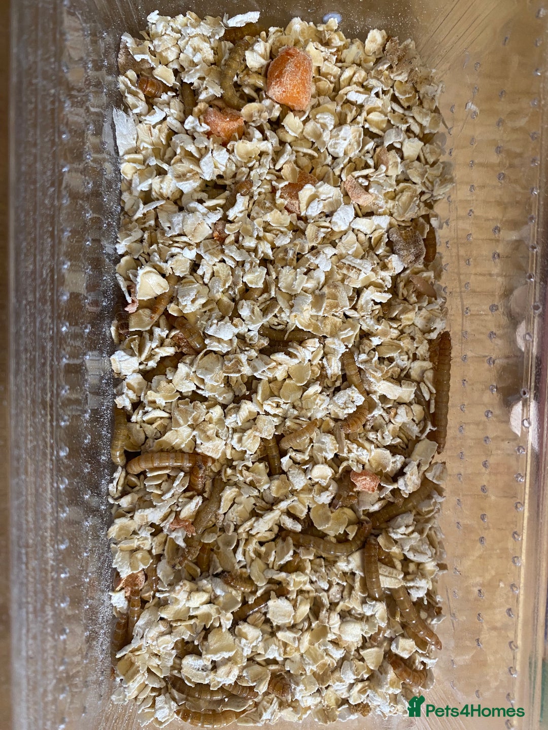 Beetles invertebrates for sale: Nutritious Mealworms for your pets!  - Image 4