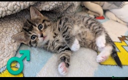 Mixed Breed cats for sale: Beautiful mix breed kittens  - Image 17