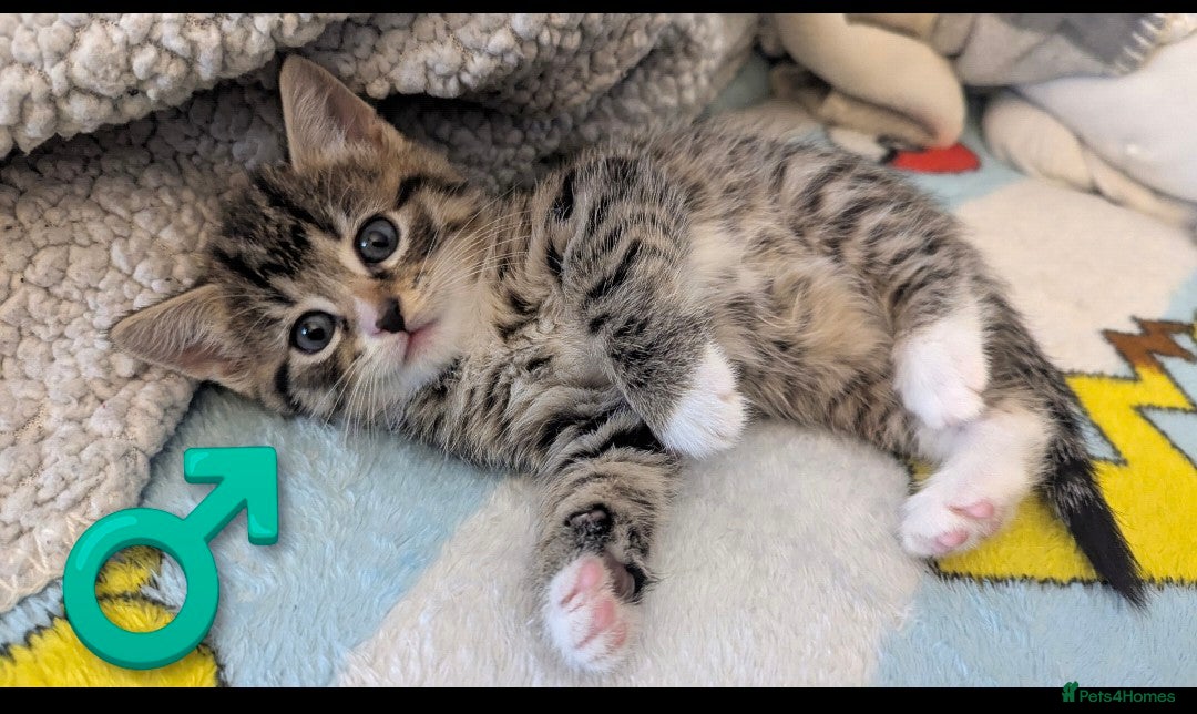 Mixed Breed cats for sale: Beautiful mix breed kittens  - Image 17