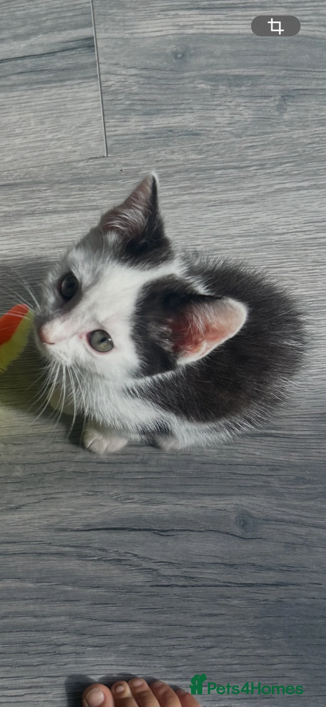 Mixed Breed cats for sale: Gorgeous vaccinated kitten 🐱❤️ - Advert 2