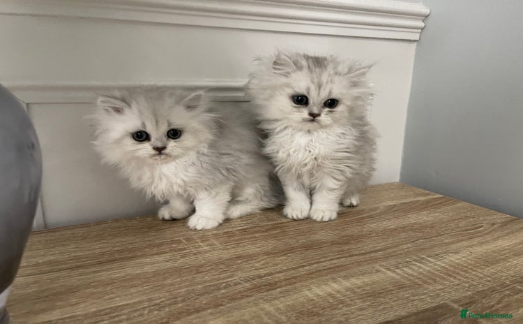 Persian cats - Advert 4