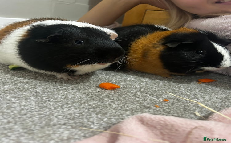 Guinea Pig rodents - Advert 1
