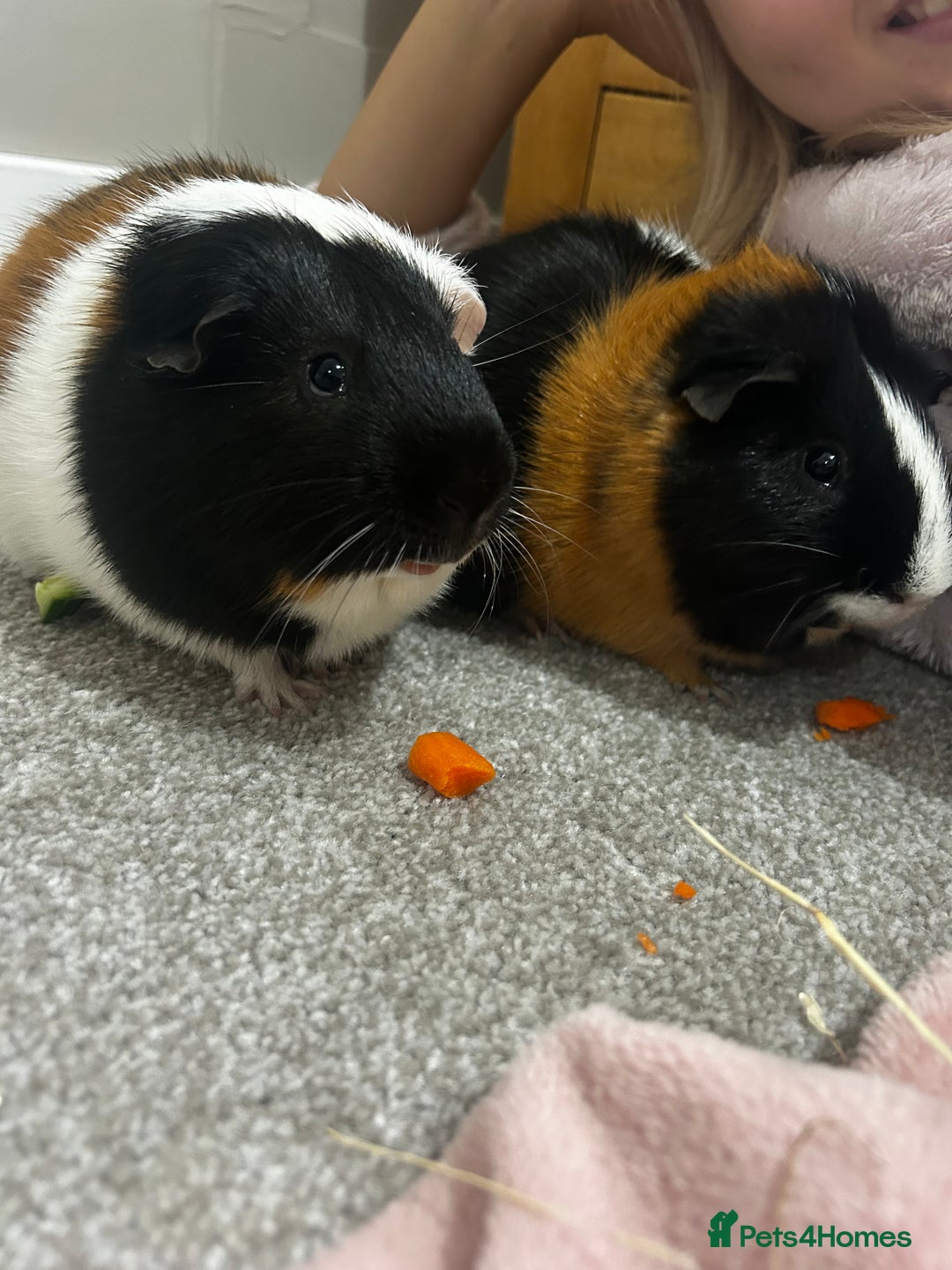 Guinea Pig rodents for sale: Male Guinea pigs - Image 1