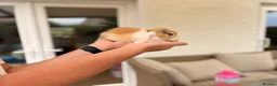 Mini Lop rabbits for sale: Beautiful Mini Lops Litter - Advert 2