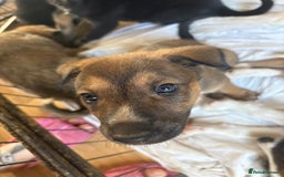 Mixed Breed dogs for sale: Lurcher x German Shepard puppies forsale - Image 2