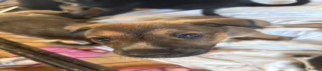 Mixed Breed Puppy 2
