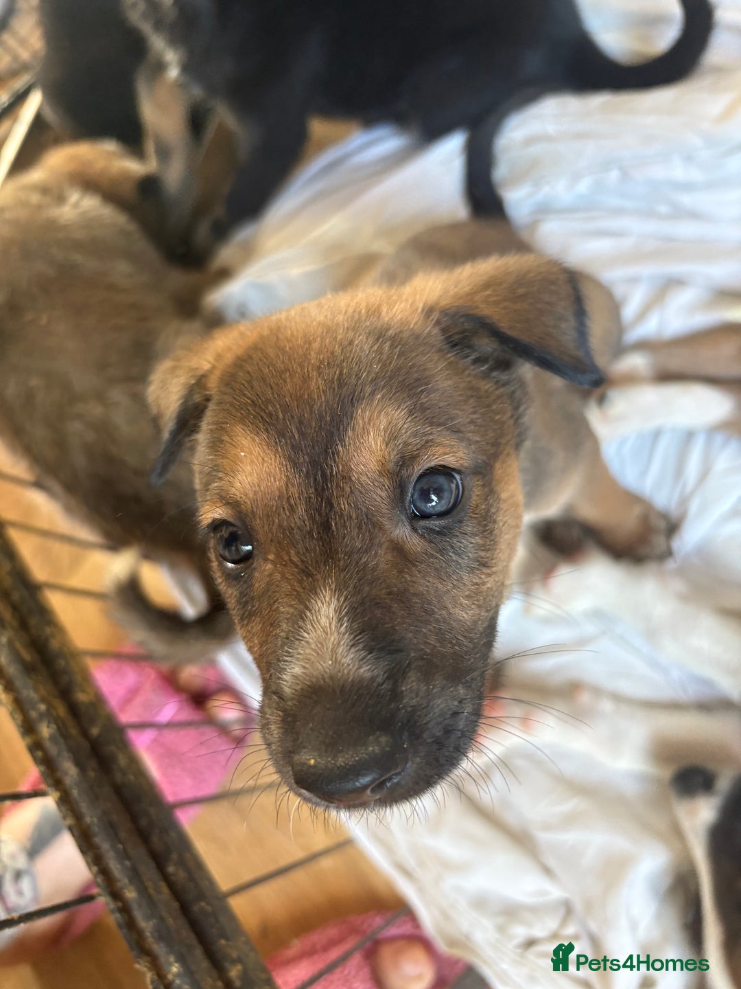 Mixed Breed dogs for sale: Lurcher x German Shepard puppies forsale - Image 2