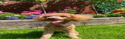 Toy Poodle dogs for sale: KC Registered Red Toy Poodle - Advert 1
