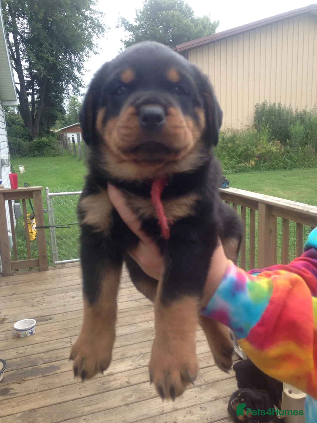 Rottweiler dogs for sale: Adorable Rottweiler Puppies for Sale in London - Advert 3