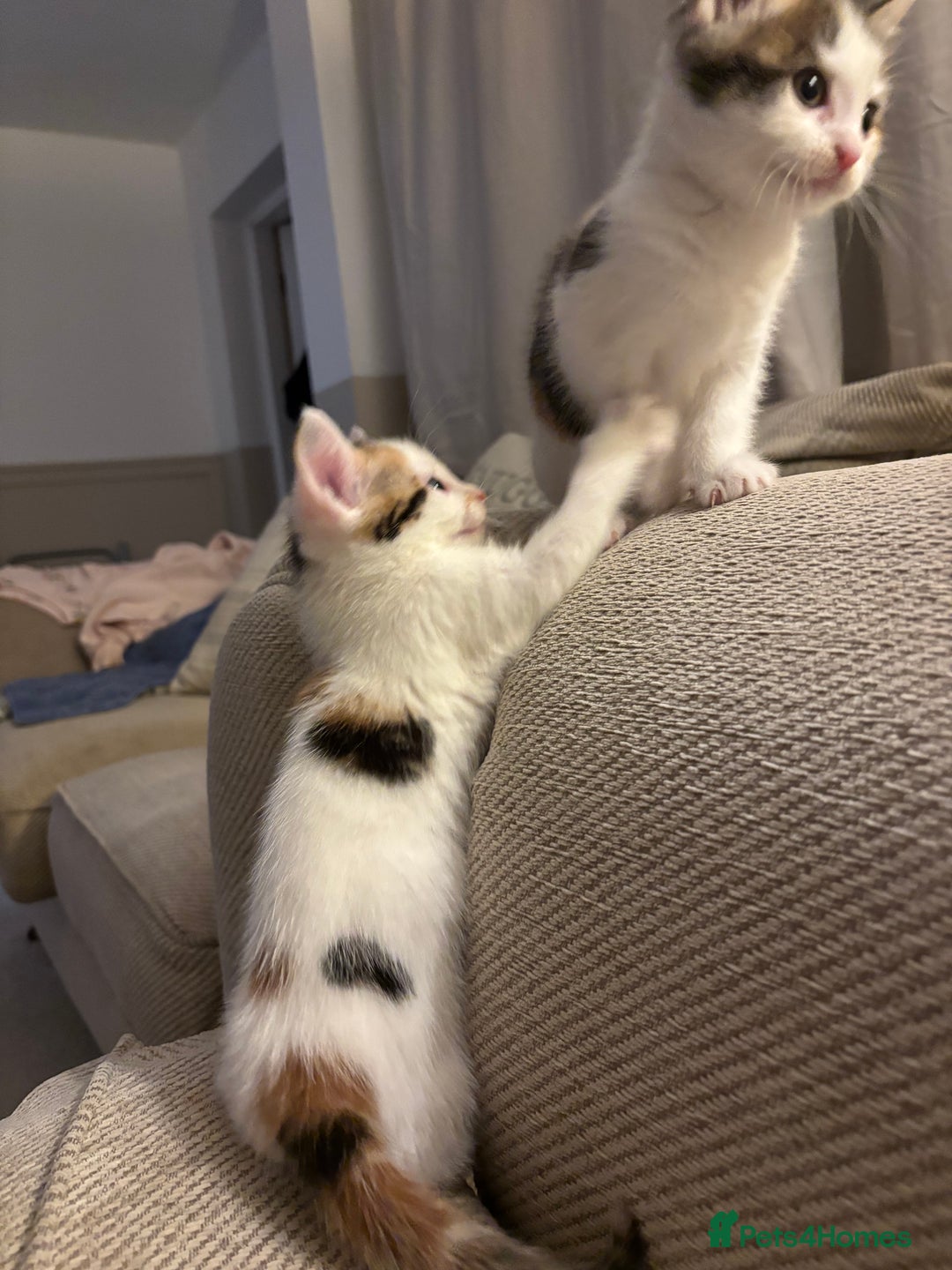 Domestic Shorthair cats for sale: Kittens for sale - Image 5