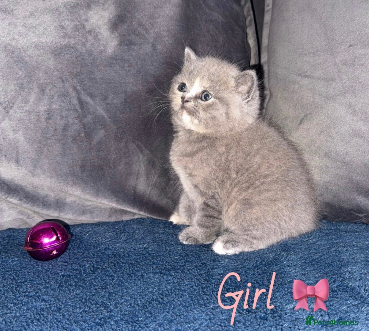 British Shorthair cats GCCF REGISTERED BRITISH SHORTHAIRS - Advert 2