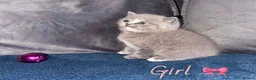 British Shorthair cats for sale: GCCF REGISTERED BRITISH SHORTHAIRS - Advert 5