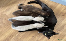 Mixed Breed cats for sale: 5 Half-Ragdoll kittens ❤️ - Image 19