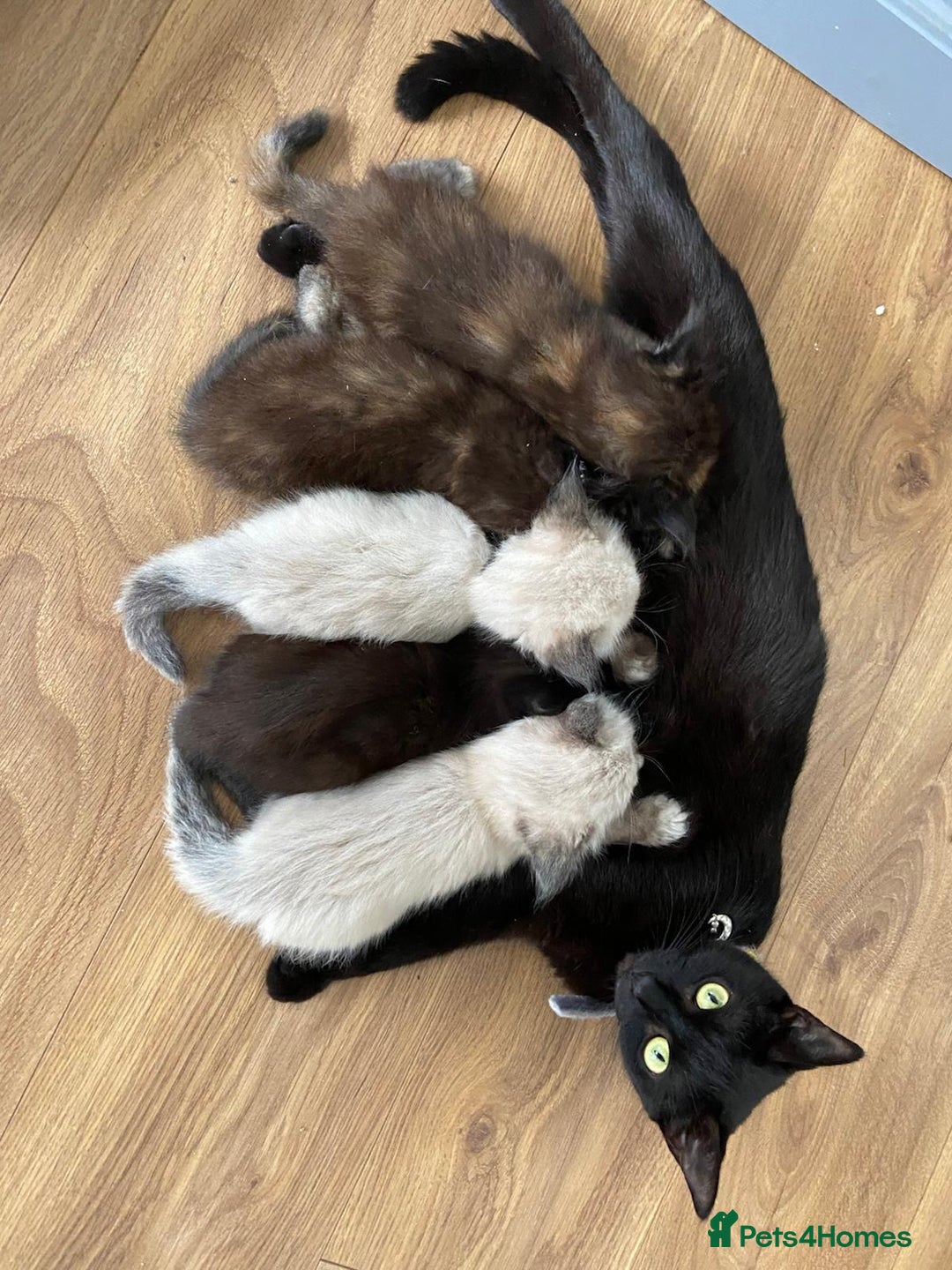 Mixed Breed cats for sale: 5 Half-Ragdoll kittens ❤️ - Image 19
