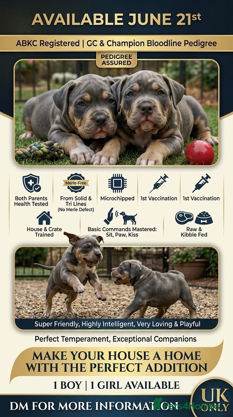 American Bully dogs American pocket bullies  - Advert 21