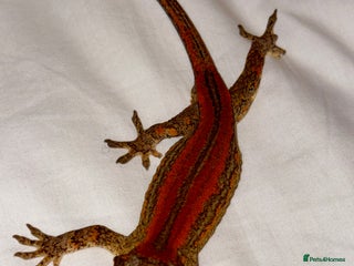 Gecko reptiles - Advert 13