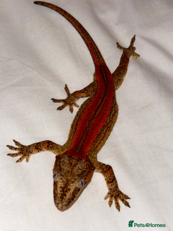 Gecko reptiles - Advert 15