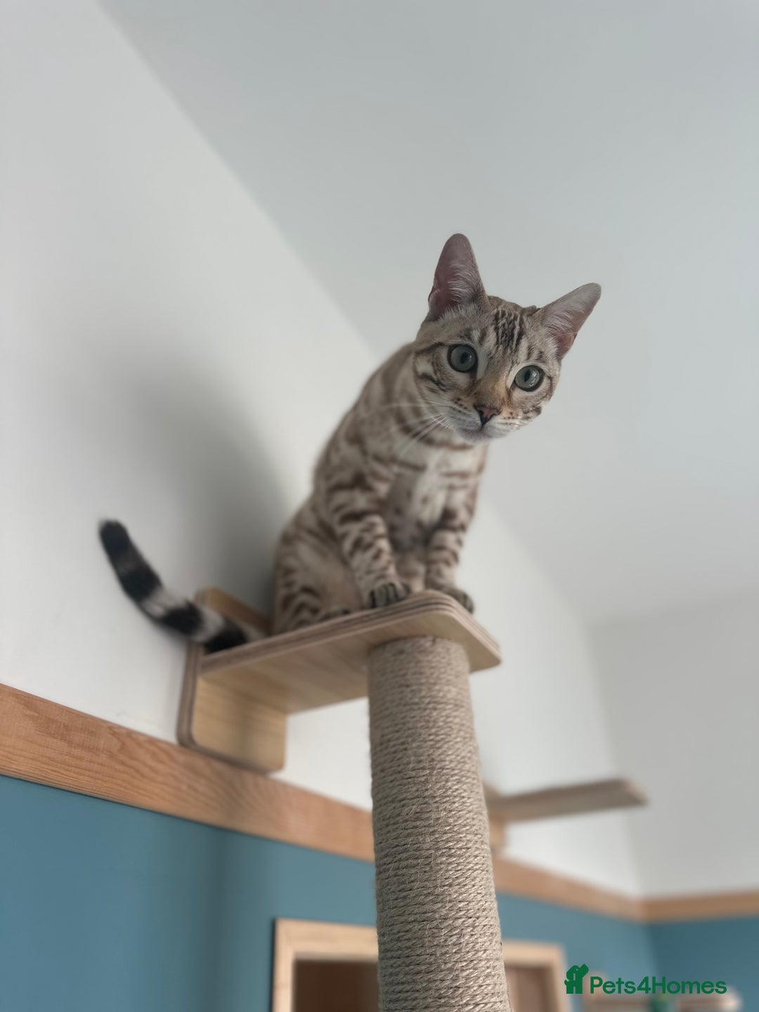 Bengal cats for sale: 6 month old Snow Mink Pedigree TICA  - Advert 3