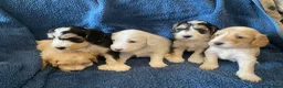 Cockapoo dogs for sale: Belles beautiful Angels  - Advert 1