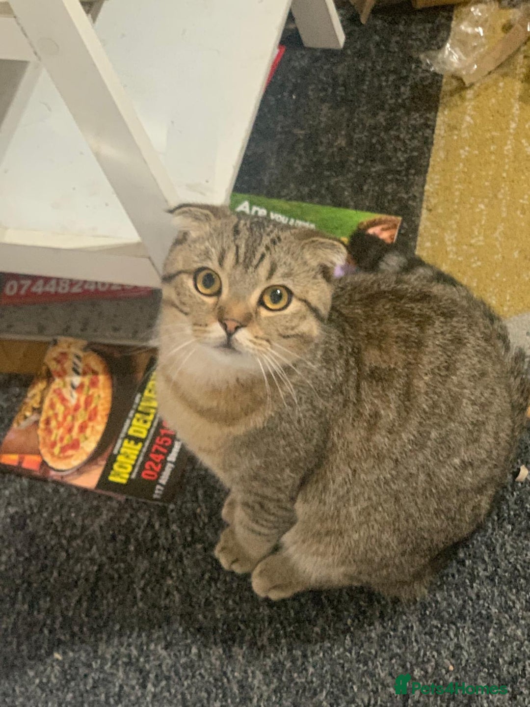 Scottish Fold cats for sale: Scottish fold male - Advert 4