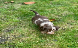 Miniature Dachshund dogs for sale: Kc Reg Long Haired Miniture Dachshund Puppies - Image 21
