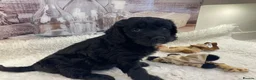 Goldendoodle dogs for sale: Gorgeous Goldendoodle puppies - Advert 12
