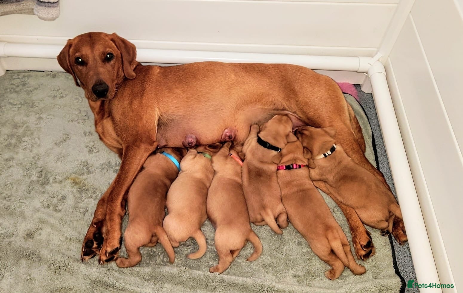 Labrador Retriever dogs Beautiful KC Registered Fox Red Labrador Puppies - Advert 15