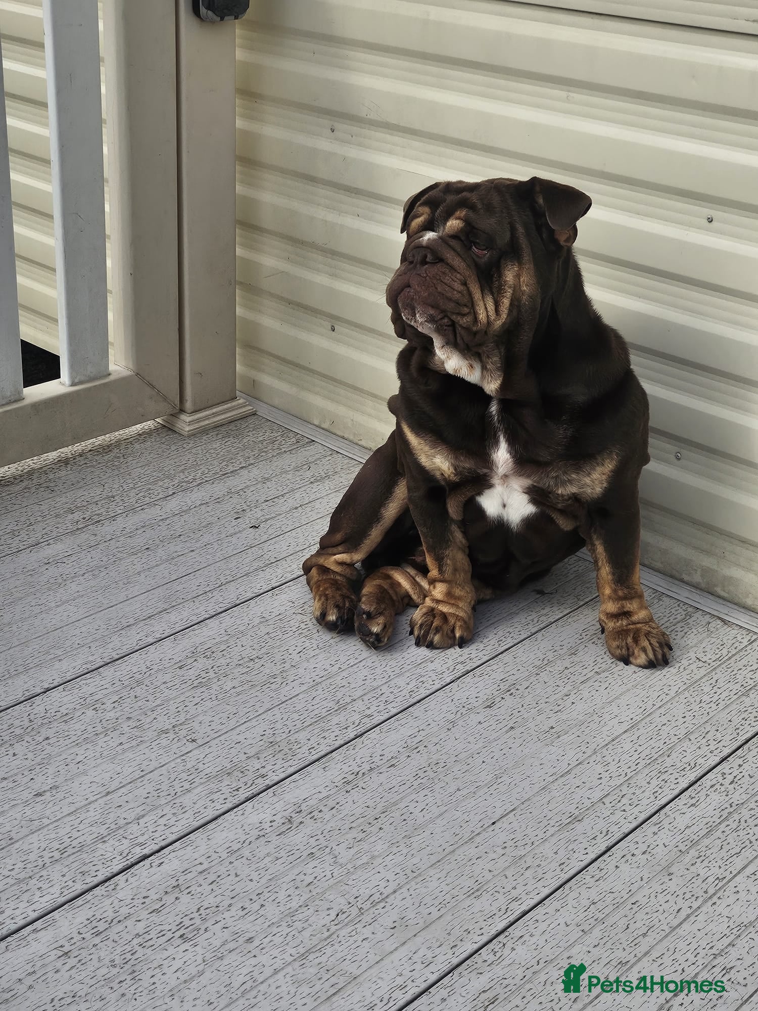 English Bulldog dogs English bulldog  - Advert 1