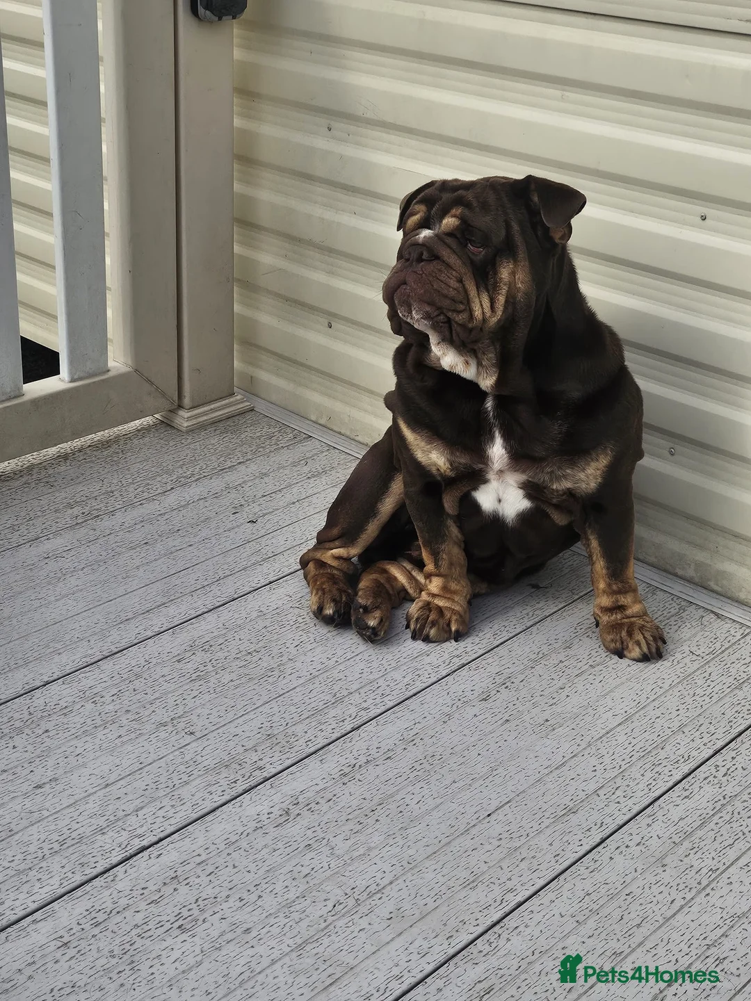 English Bulldog dogs for sale: English bulldog  - Advert 1