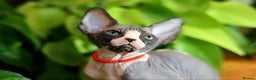 Sphynx cats for sale: Bloodline Sphynx Kittens  - Advert 7