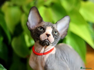 Sphynx cats - Advert 4