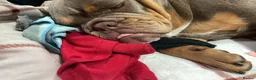 English Bulldog dogs for sale: Kc registered bulldog  - Advert 3