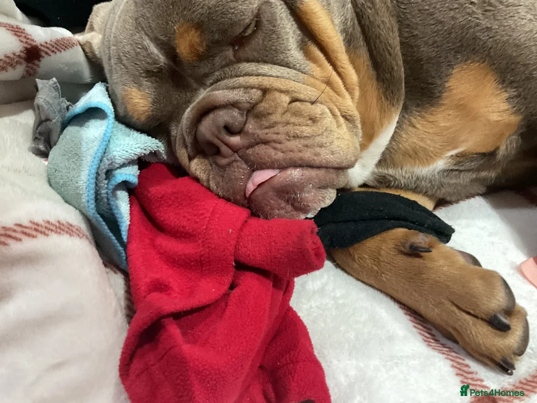 English Bulldog dogs for sale: Kc registered bulldog  - Advert 3