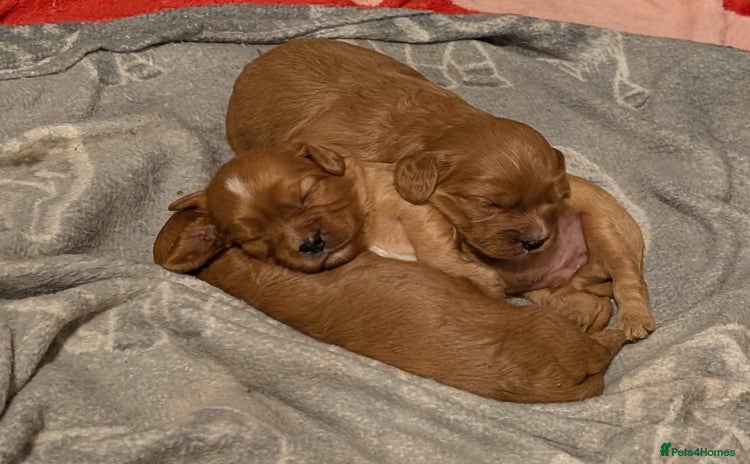 Cavapoo dogs - Advert 5