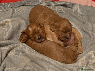 Cavapoo dogs - Advert 4