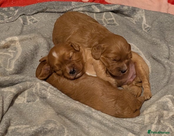 Cavapoo dogs - Advert 2