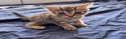 Bengal cats for sale: Really stunning bengal litter  - Advert 15