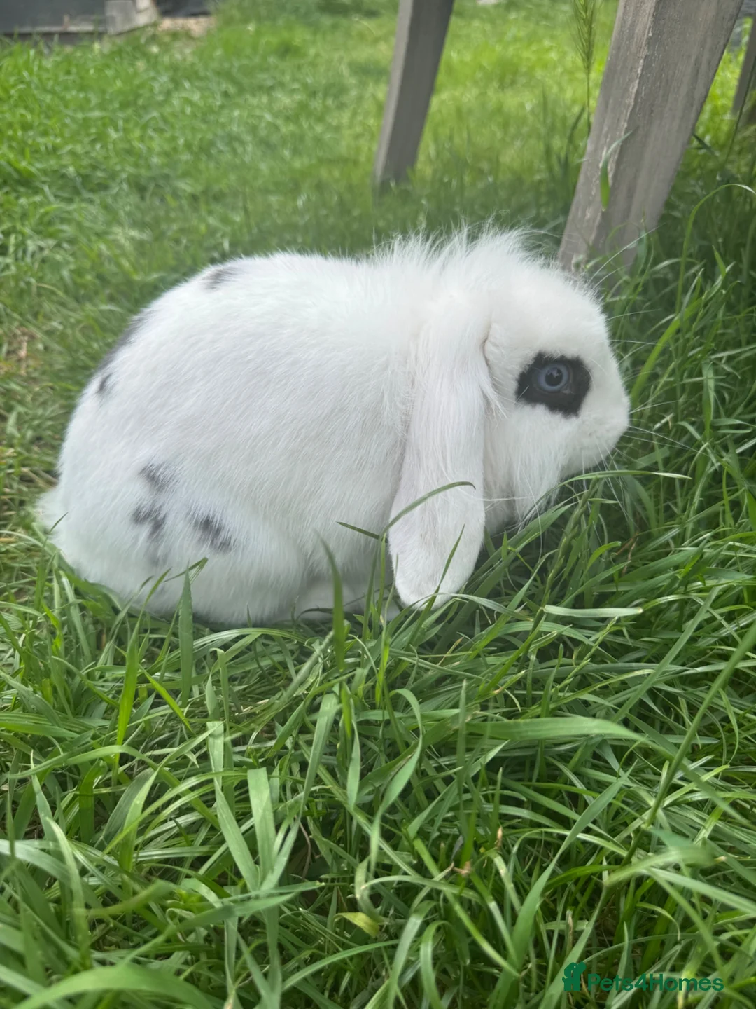 Mini Lion Lop rabbits for sale: Mini lion lop male  - Advert 2