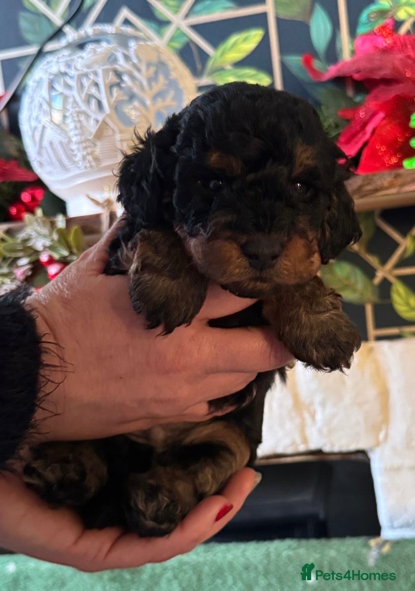 Doxiepoo dogs Stunning Doxipoo puppies  - Advert 1