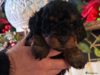 Doxiepoo dogs Stunning Doxipoo puppies - Advert 5