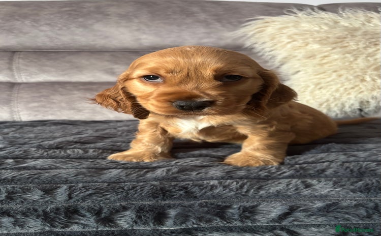 Cocker Spaniel dogs - Advert 5