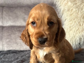 Cocker Spaniel dogs - Advert 14