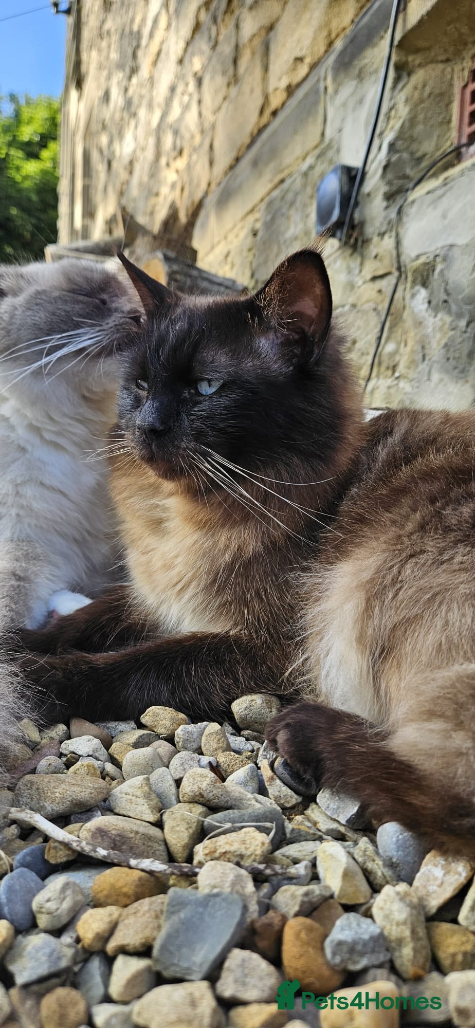 Ragdoll cats Male Ragdoll Cat 3 years old - Advert 14