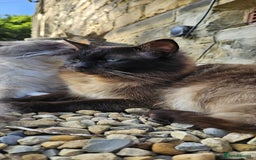 Ragdoll cats for sale: Male Ragdoll Cat 3 years old - Image 4