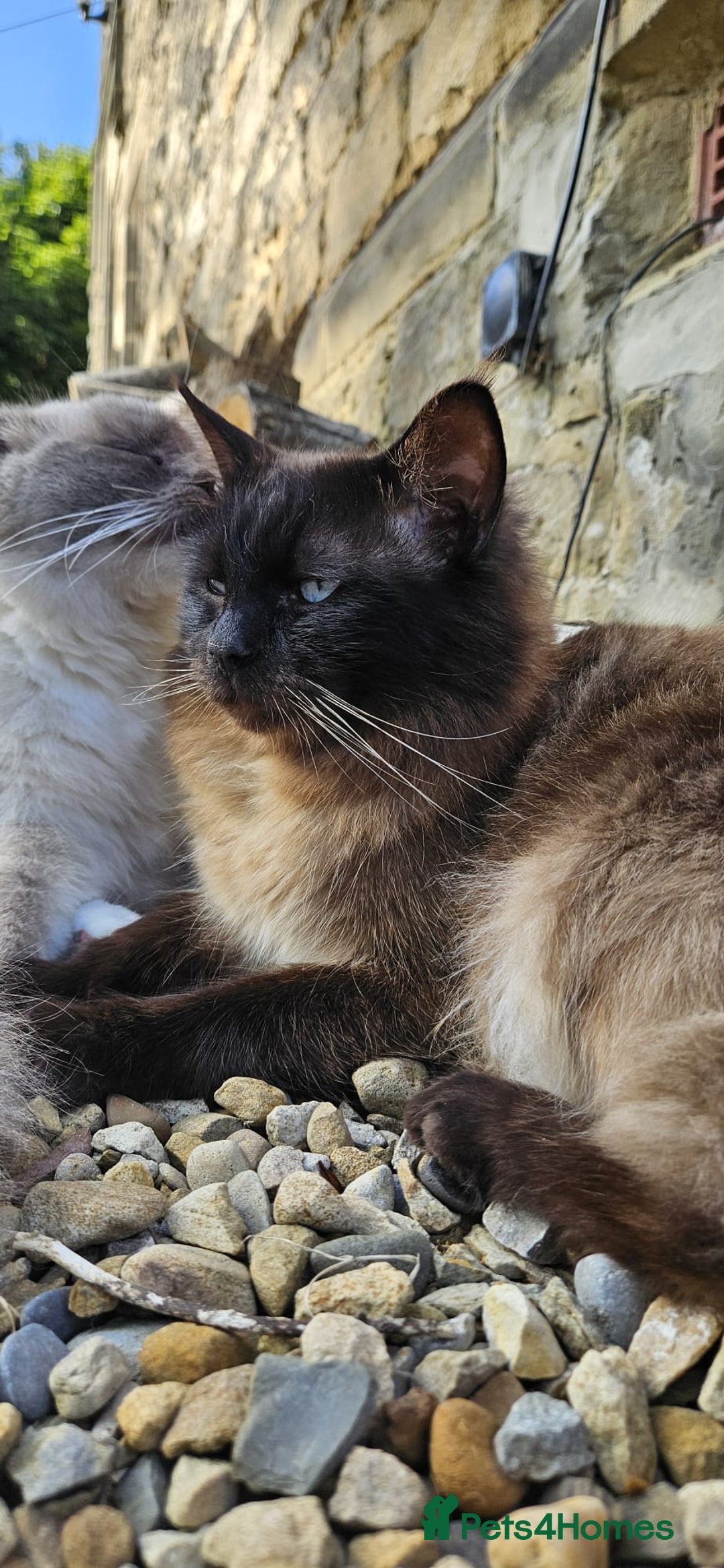 Ragdoll cats for sale: Male Ragdoll Cat 3 years old - Image 4