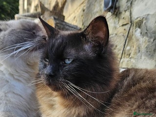 Ragdoll cats Male Ragdoll Cat 3 years old - Advert 13